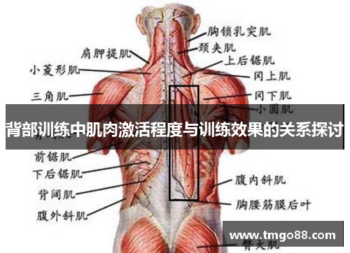 背部训练中肌肉激活程度与训练效果的关系探讨